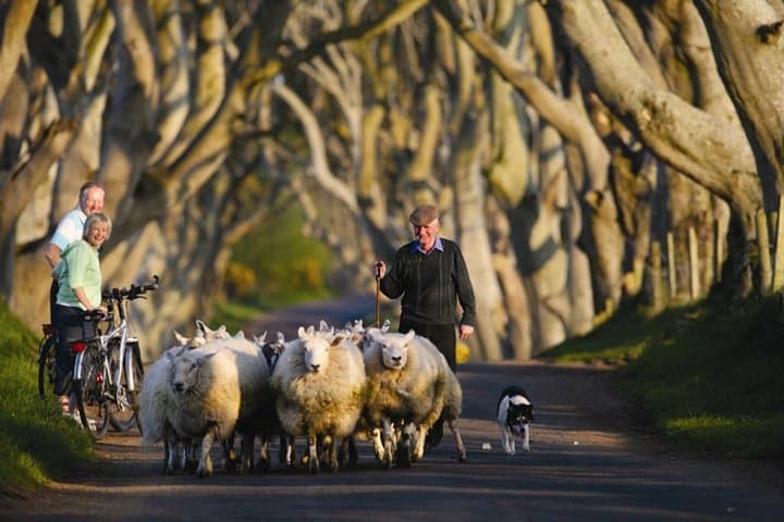 Dublin to Dunluce Castle, Giant's Causeway, Dark Hedges & Belfast