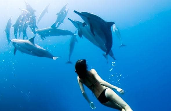 Kona Hawaii Dolphin Swim