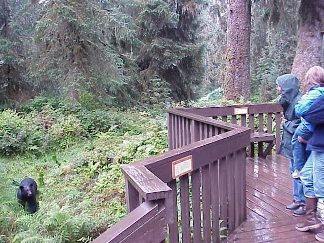Bears of Anan Experience