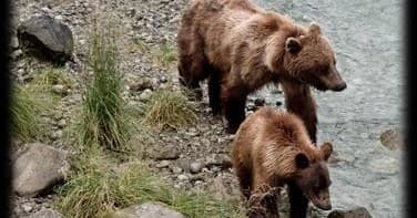 Chilkoot Lake Nature and Wildlife Viewing Tour - 4 Hour Haines Departure