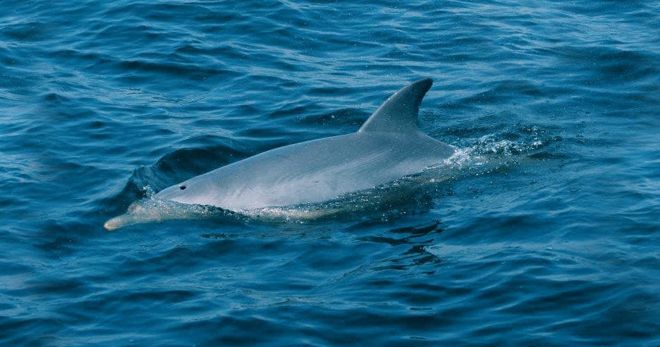 Morning Dolphin Watch