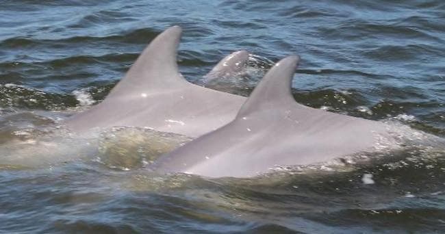 Morning Dolphin Cruise