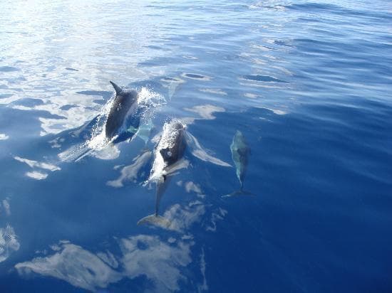 Glass Bottom Reef Tour