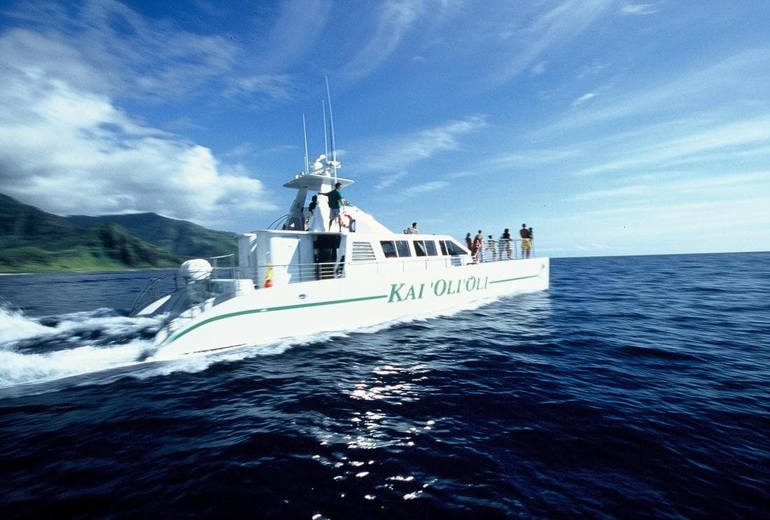 Afternoon Dolphin Watch & Snorkel Cruise with Lunch and Drinks