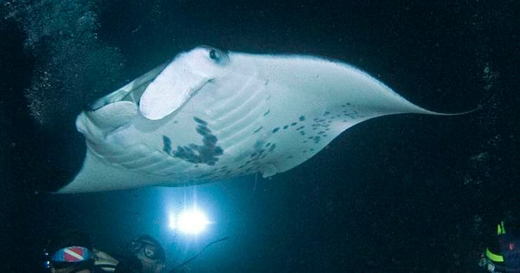 Late Night Majestic Manta Ray Snorkel