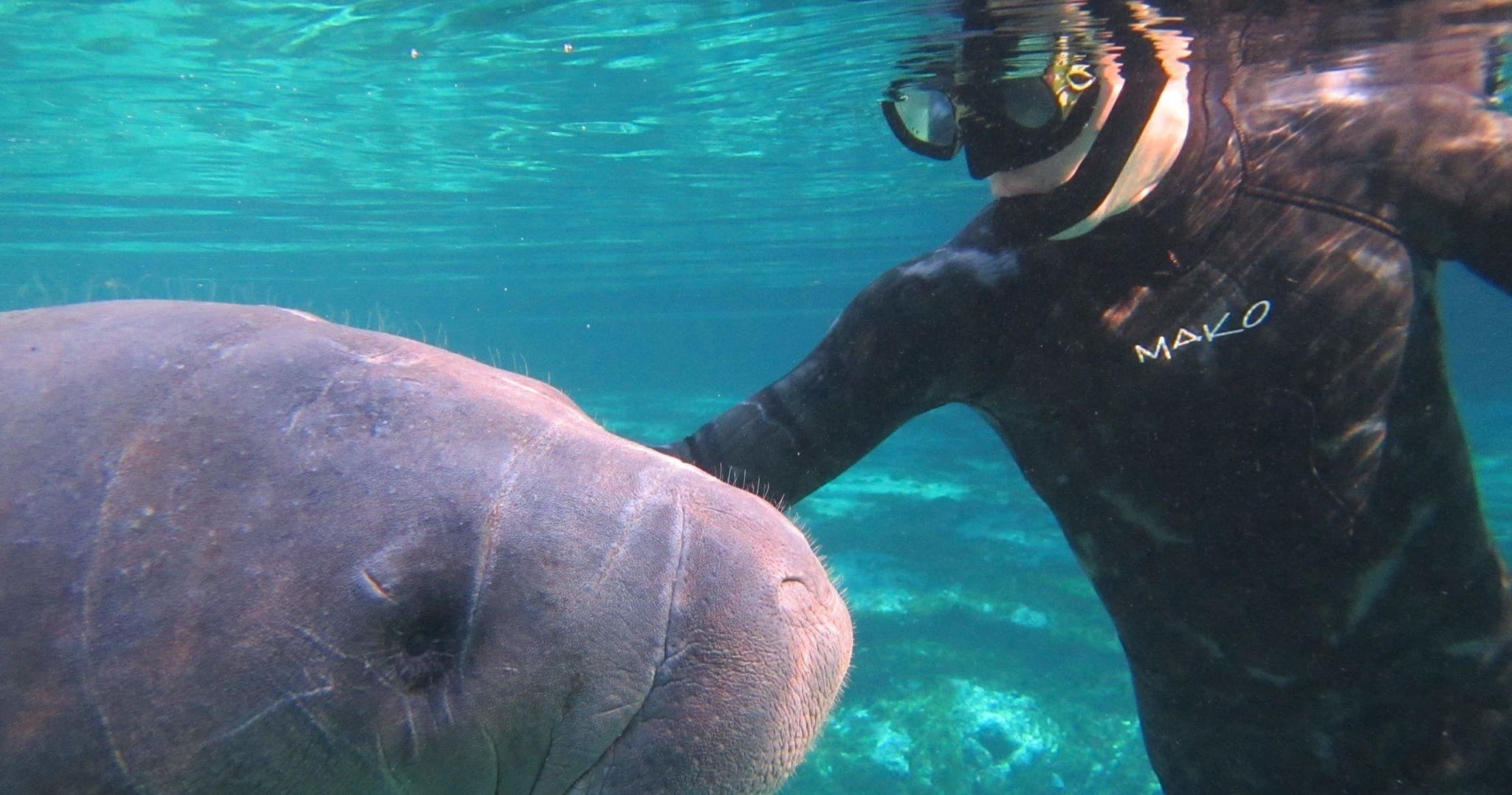 Manatee Encounter