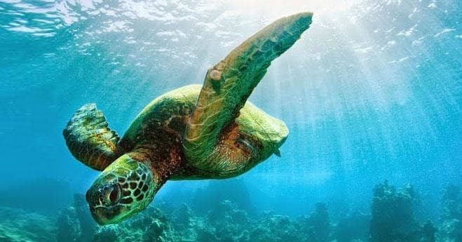 South Maui Premier Kayak & Snorkel