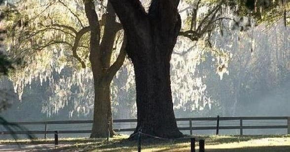 Boone Hall Plantation Tour