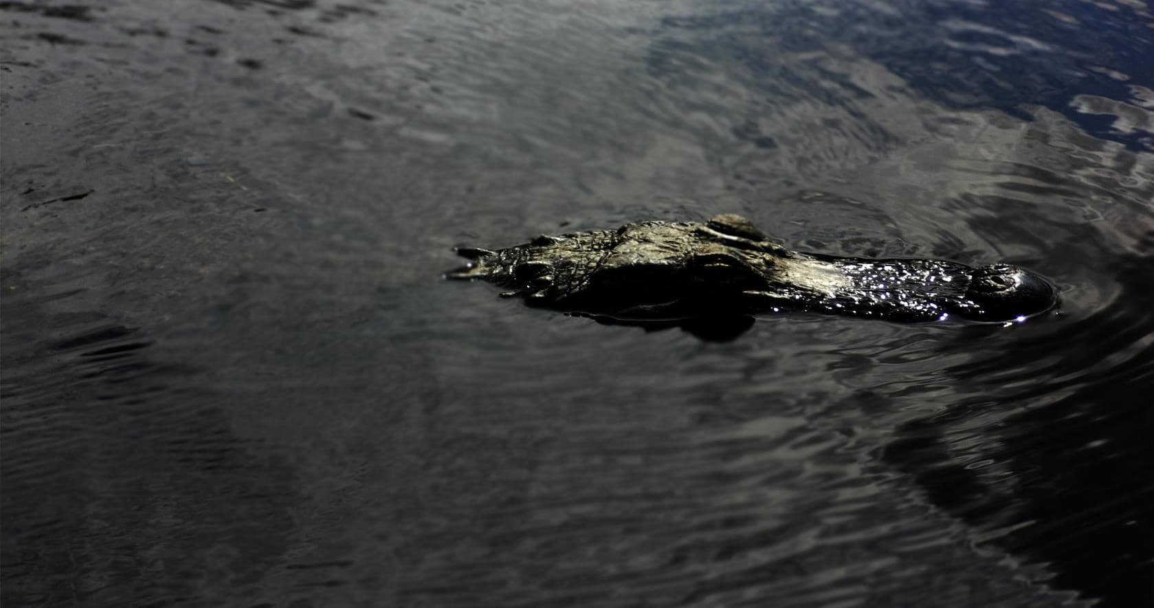 Afternoon Everglades Tour