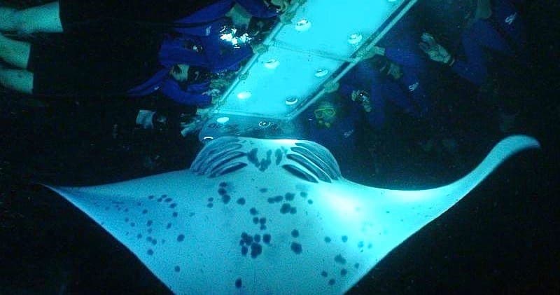 Manta Ray Night Snorkel