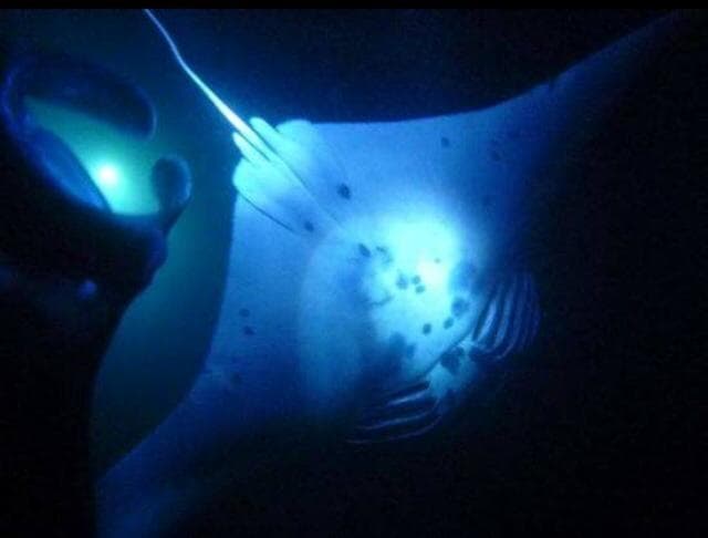 Manta Ray Night Snorkel OE1