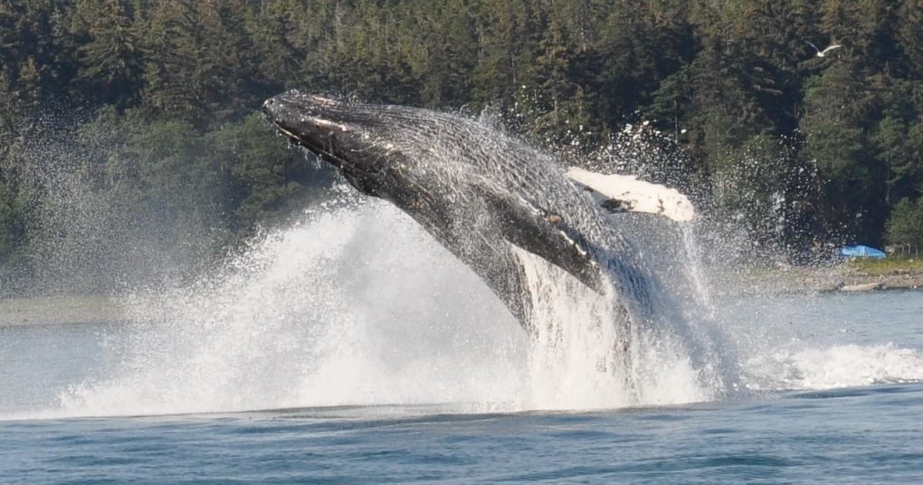 Whale Watching Adventure