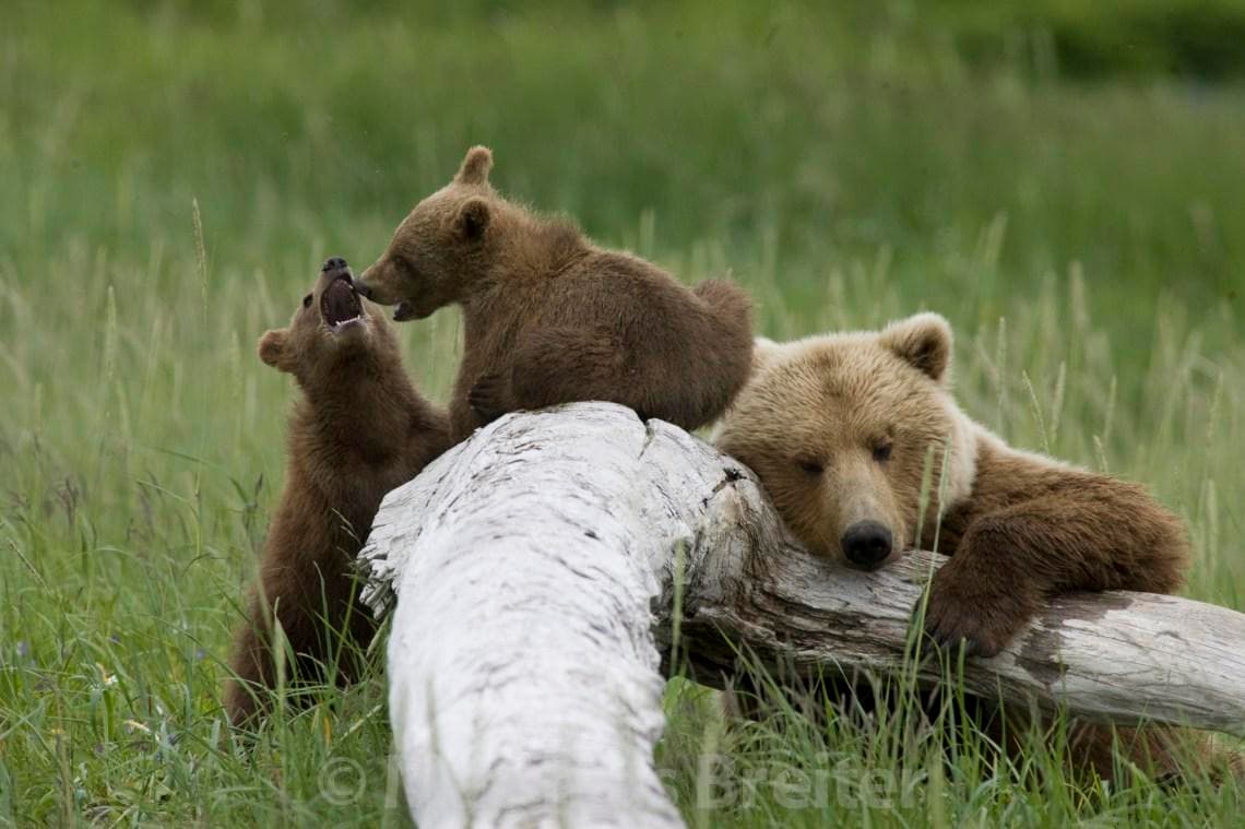 Alaska Brown Bear Viewing by Helicopter