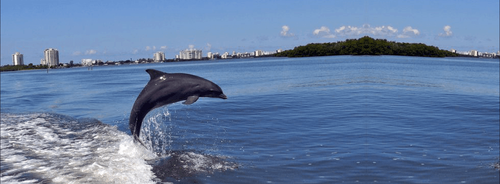 Dolphin Tours