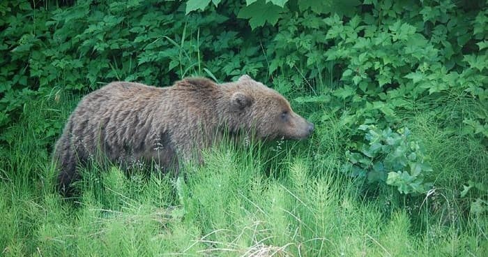 Wilderness Tour and Brown Bear Search