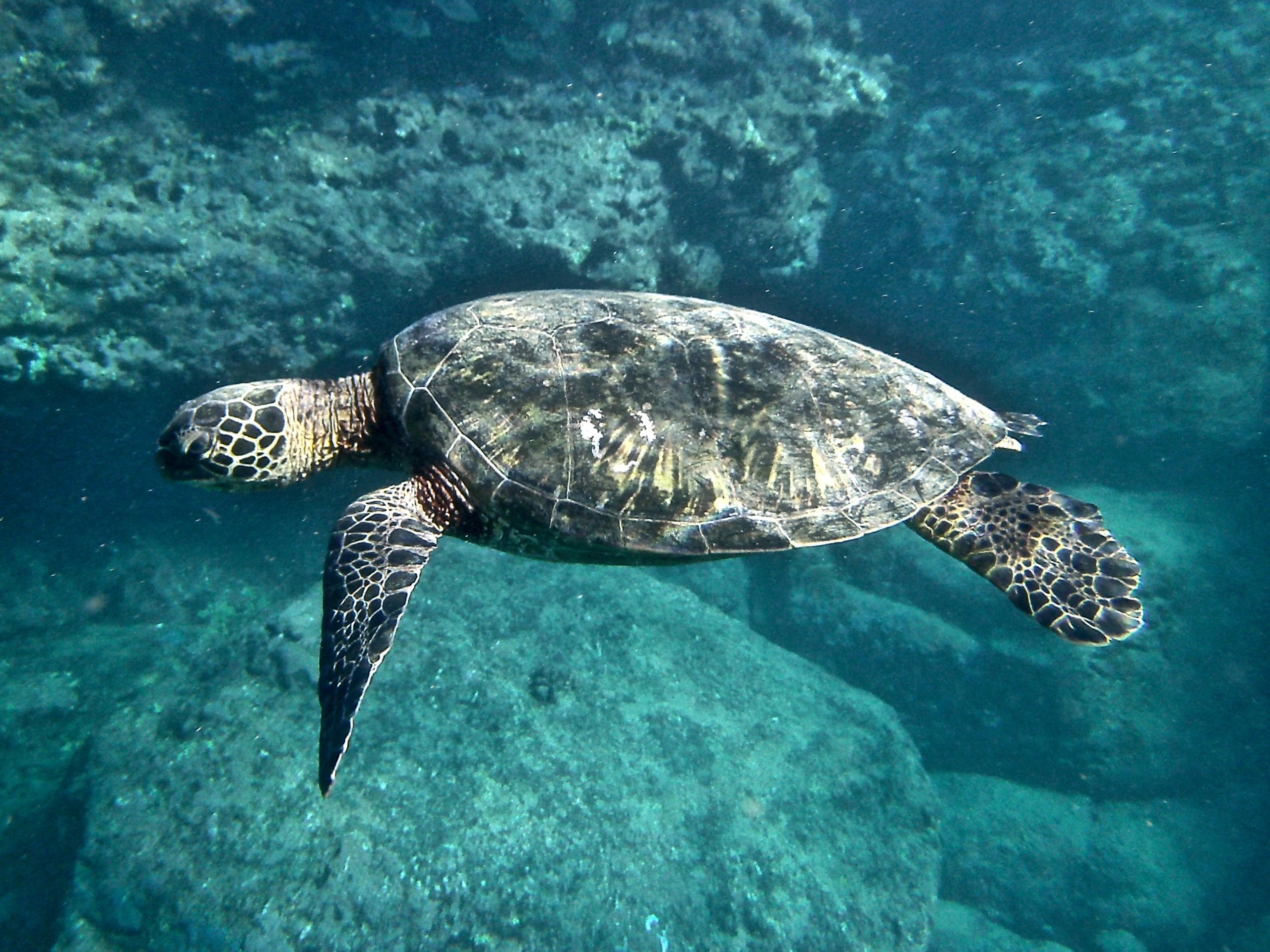 Turtle Snorkel Catamaran Tour