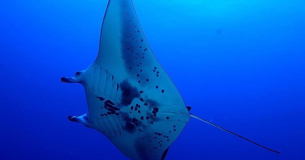 Sunset Manta Snorkel and Scuba Diving Trip