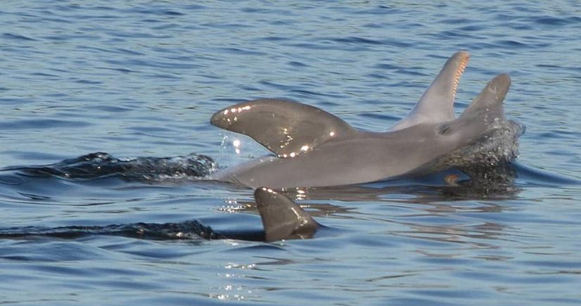 Dolphin Cruises - Happy Harbor Marina