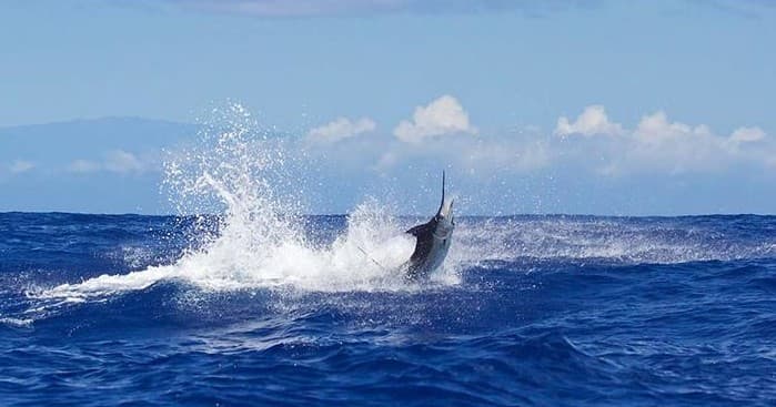 Ohana Fishing Charter