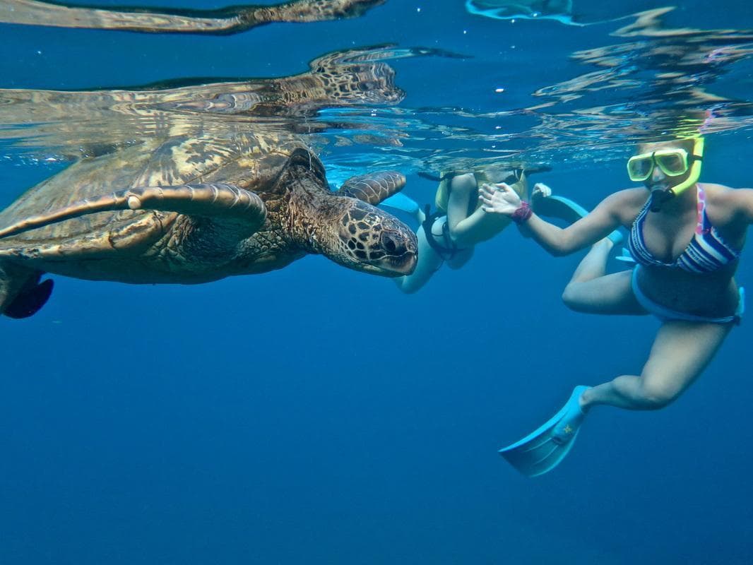 SUP Turtle Town" Snorkel"