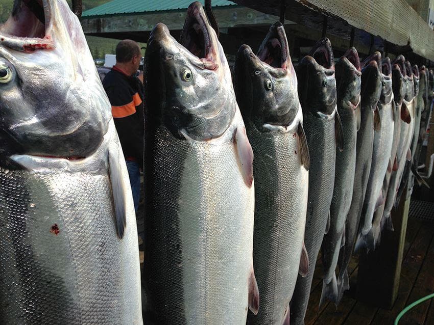 Silver Salmon aboard Noname