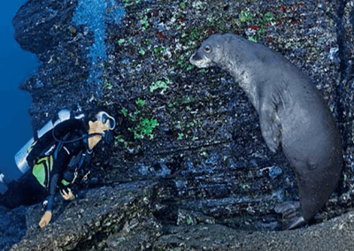 Ni’ihau Dive Charter for Experienced Divers