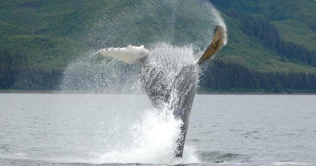 Premier Whale Watch Tour