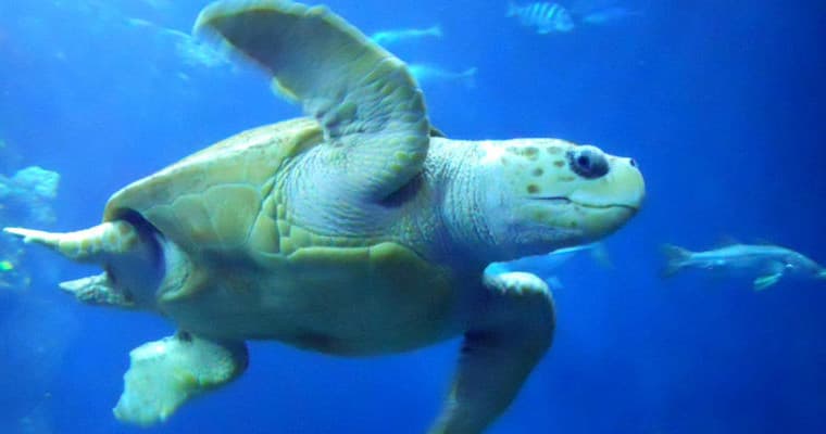 Combo: Charleston Harbor Tour & Aquarium Admission
