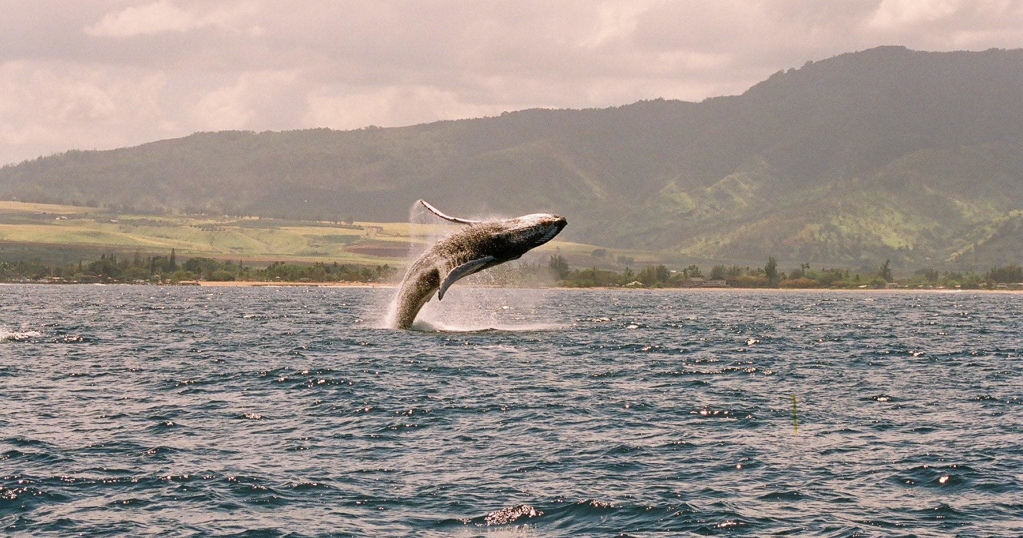 Morning Whale Watch