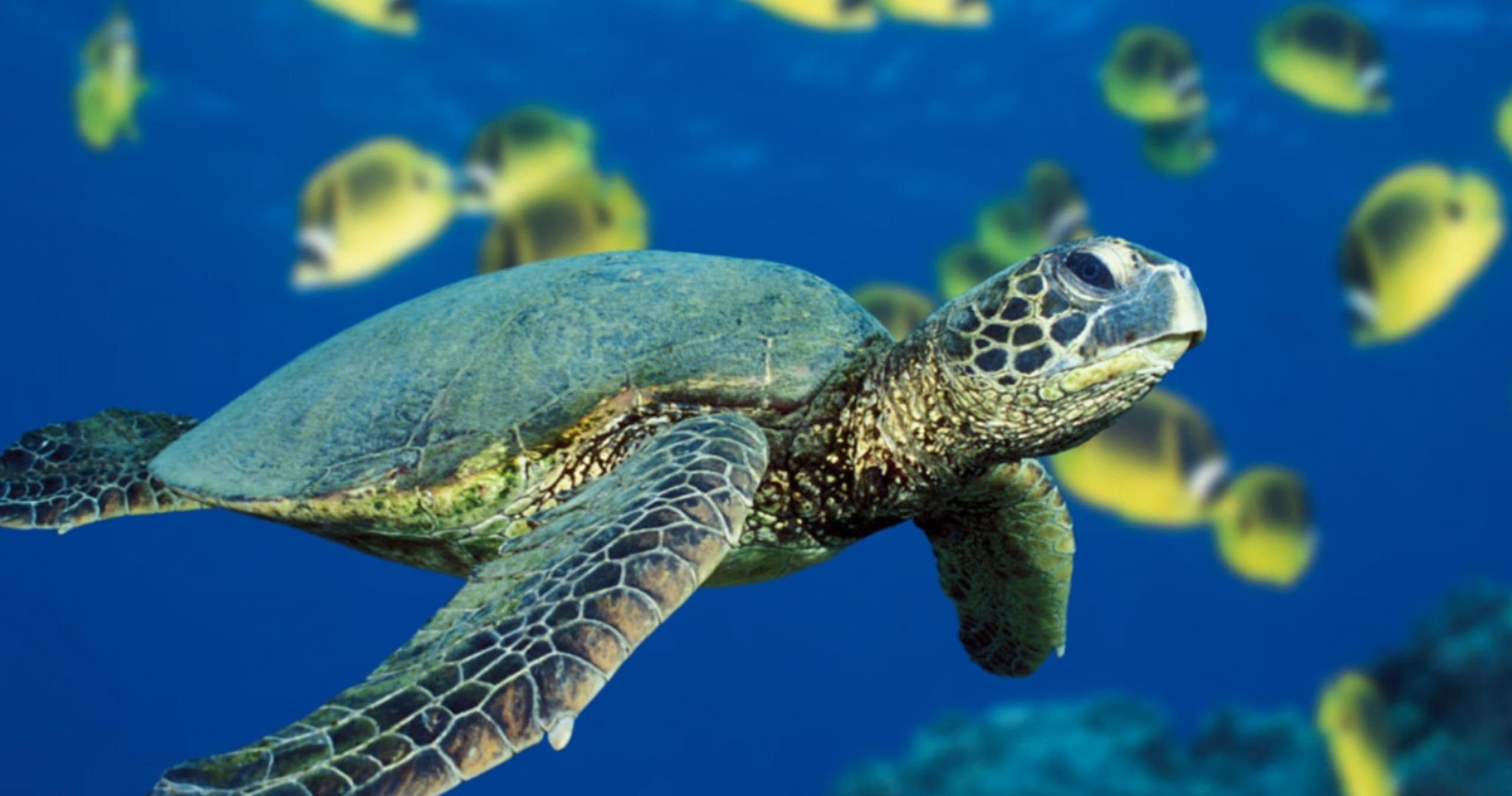 2 Tank Shore Dive at Sea Turtle Cove
