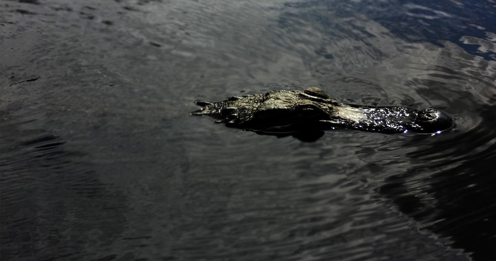 Morning Everglades Tour