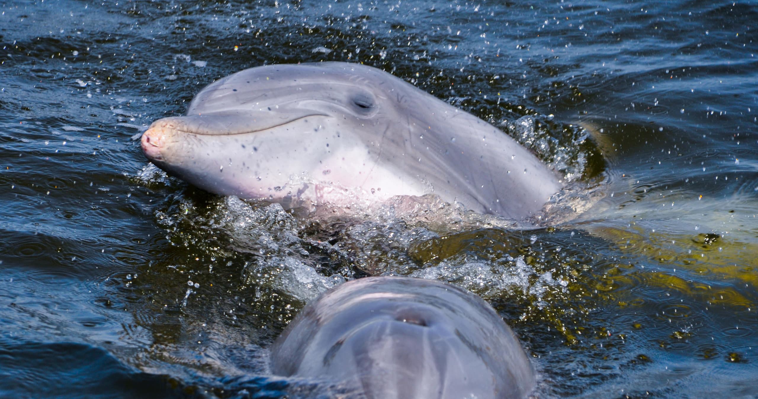 Ecological Dolphin Tour - Cape Coral
