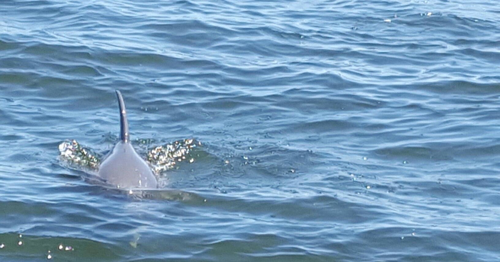 90 Minute Dolphin Tour