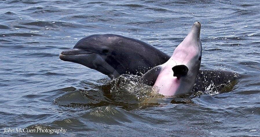 Dolphin Nature Tour - Cape Coral