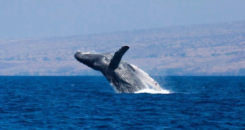 ULTIMATE #1 BIG ISLAND Whale Watch