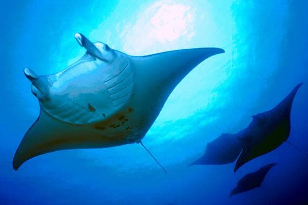 COMBO: Sunset and Manta Ray Snorkel