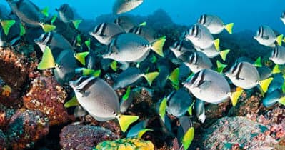 Glass-Bottom Boat Cruises in Key Largo