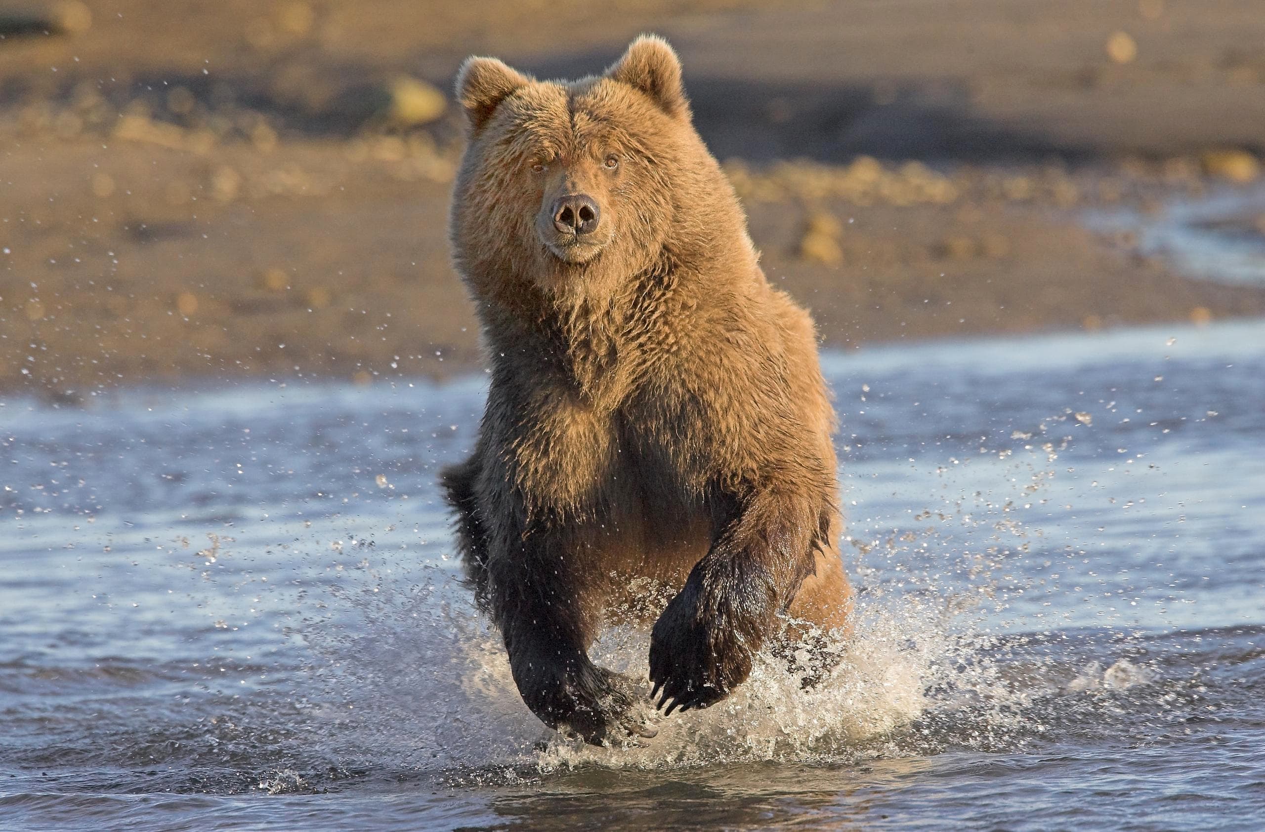 Bear Viewing - 5 hour tour