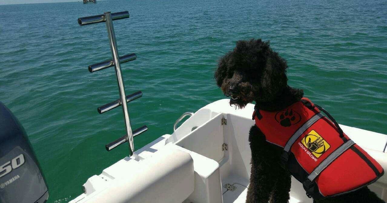 Private Charter with your dog