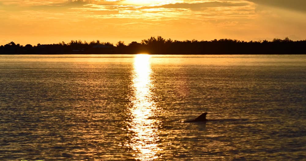 Sunset & Dolphin Cruise - from RUMRUNNERS / Cape Coral