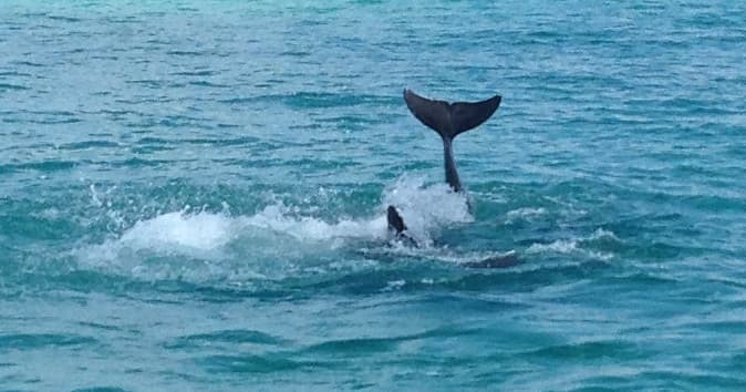 Wild Dolphins! Snorkel & Sailing Adventure